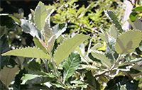 photo of the plant